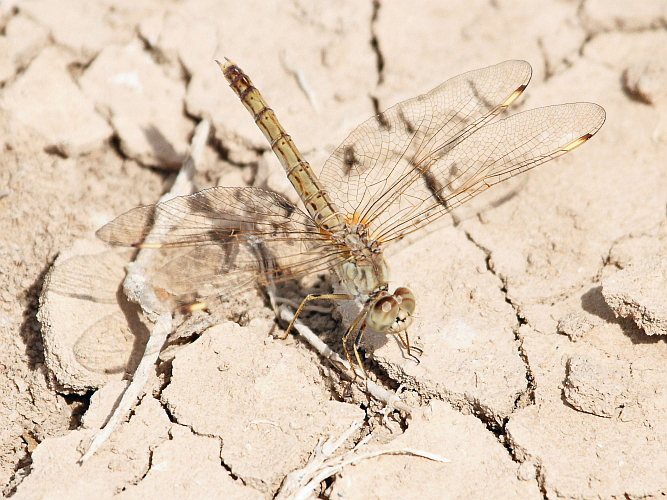 Brachythemis impartita (Northern Banded Groundling) female 1.JPG